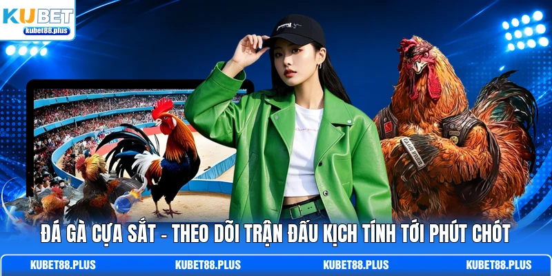 Đá Gà Cựa Sắt - Theo Dõi Trận Đấu Kịch Tính Tới Phút Chót