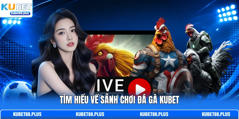 Tìm hiểu về sảnh chơi đá gà KUBET